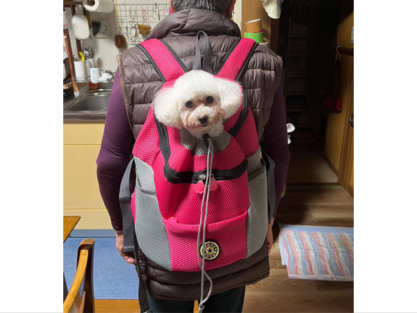 モデル犬を卒業したオハナちゃん♪